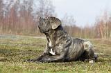 CANE CORSO 709